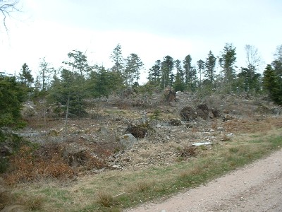 les chablis dans le Fossard